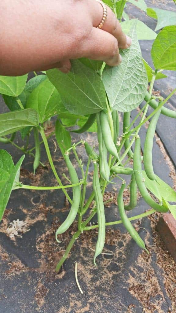 Beans in the vine