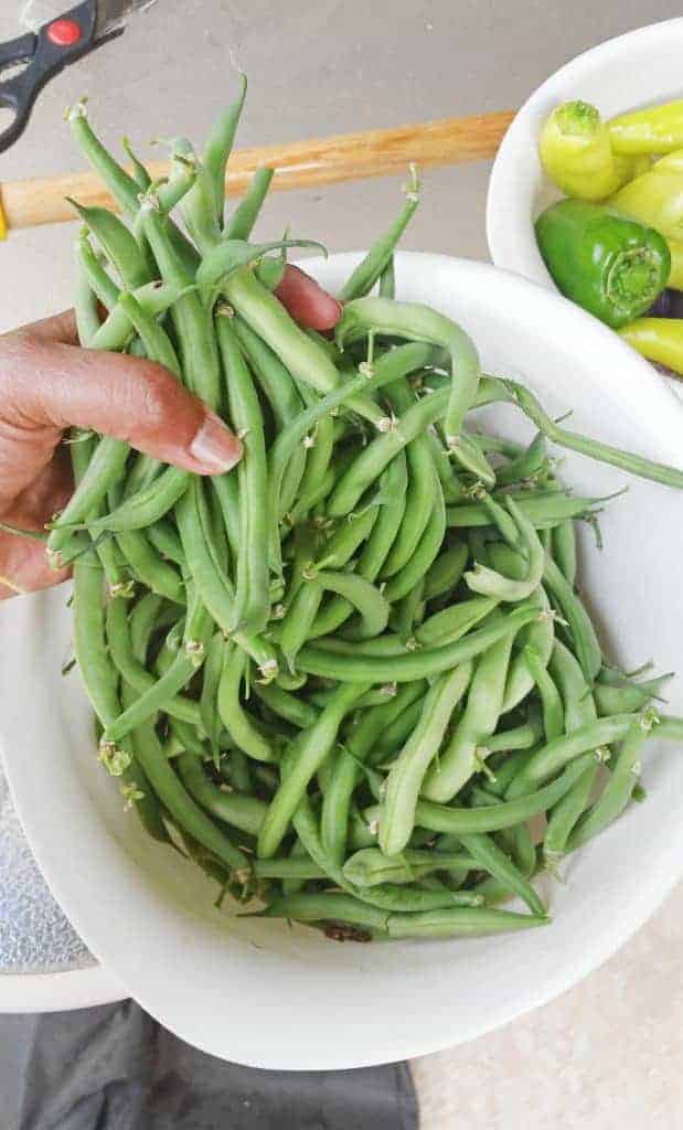 Beans harvest from garden