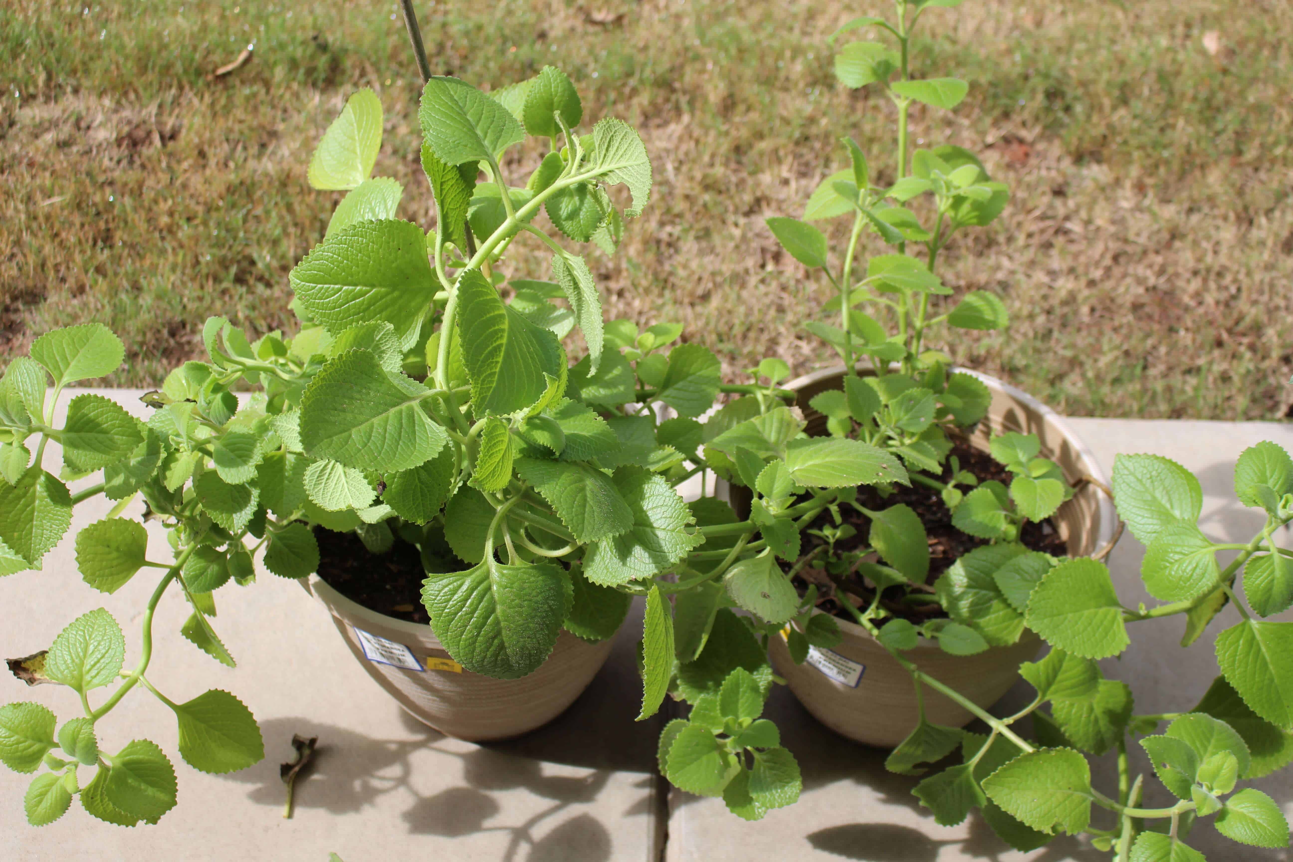 Ajwain Plant