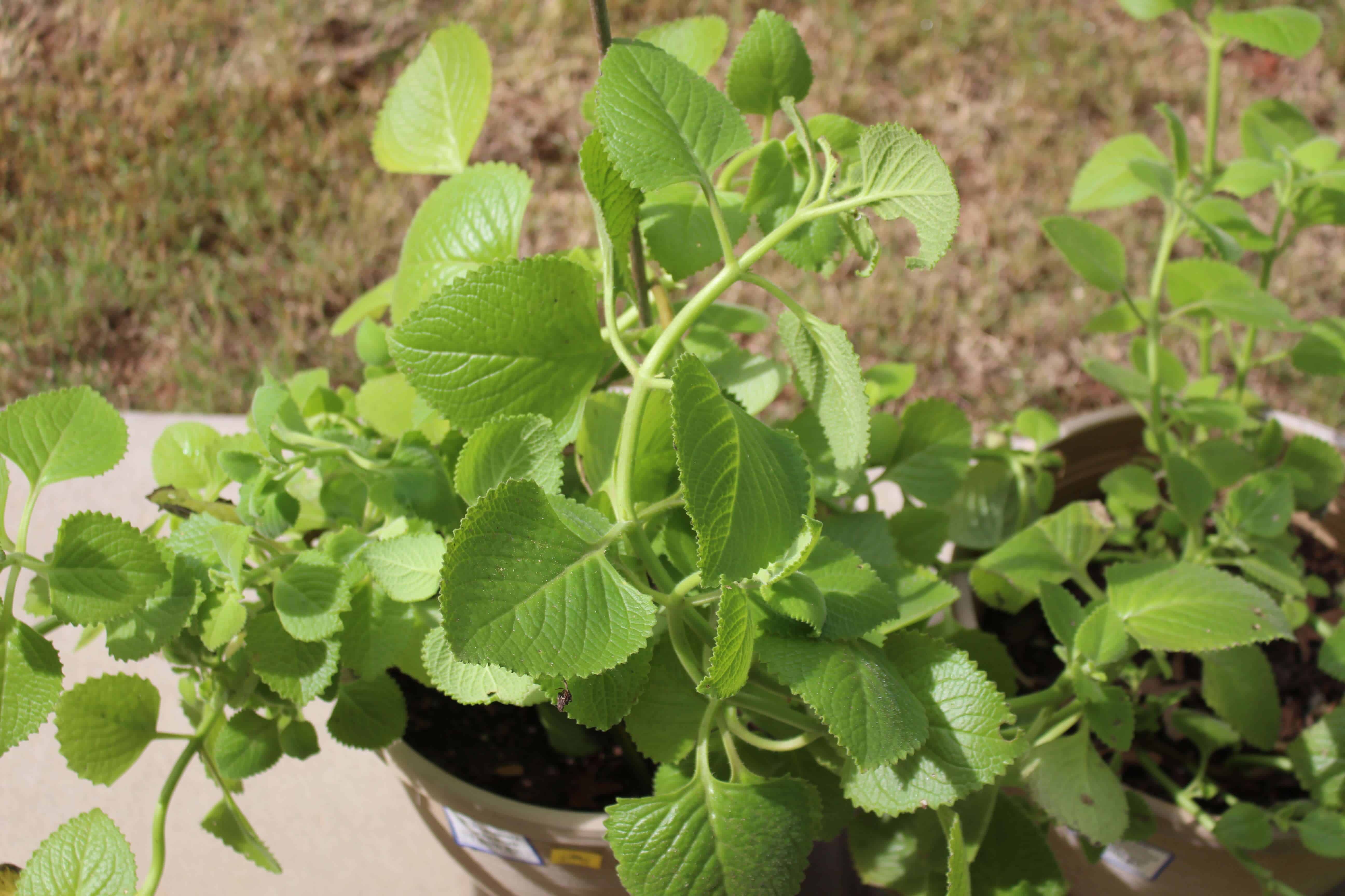 Karpooravalli Plant