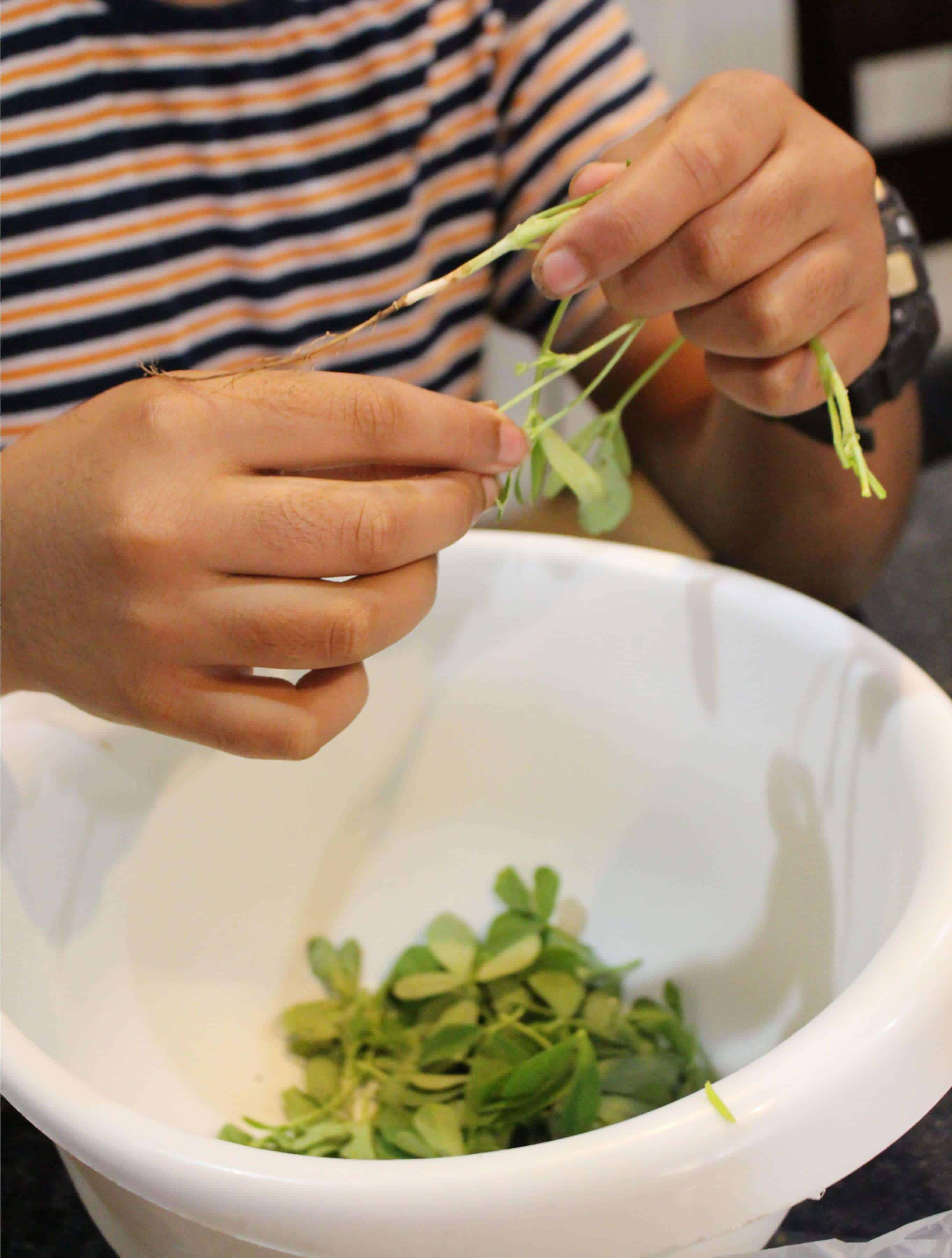 Seperating Fresh Fenugreek Leaves